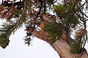 Squirrel at Mather Point at Grand Canyon