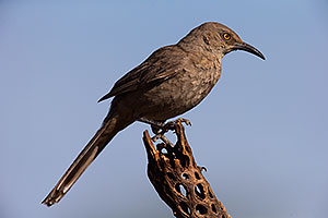 Curved Bill Thrasher in Tucson