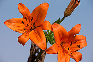 Orange Lilies in Tucson