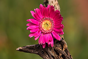 Gerbera Daisy flower in Tucson