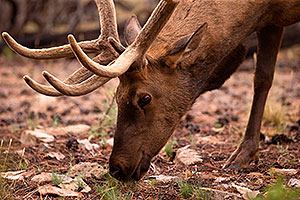 Elk in Grand Canyon
