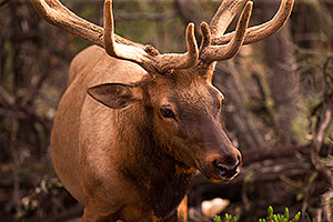 Elk in Grand Canyon
