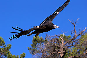 California Condor in Grand Canyon