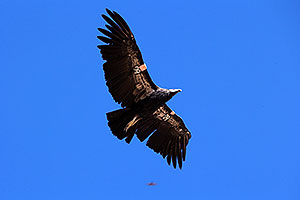 California Condor in Grand Canyon