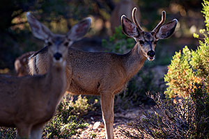 Deer in Grand Canyon