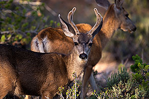 Mule Deer in Grand Canyon
