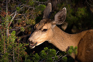 Mule Deer in Grand Canyon