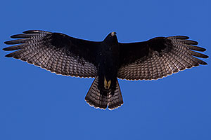 Zone Tailed Hawk in flight in Grand Canyon