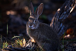 Young rabbit in Grand Canyon