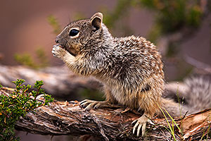 Squirrels in Grand Canyon