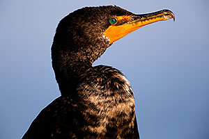 Cormorant in California