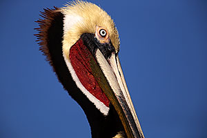 Pelican in California
