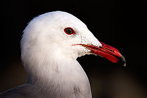 Seagull in California