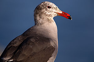 Seagull in California