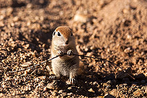 Round Tailed Ground Squirrels in Tucson
