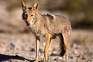 Coyote in Death Valley, California