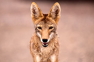 Coyote in Death Valley, California
