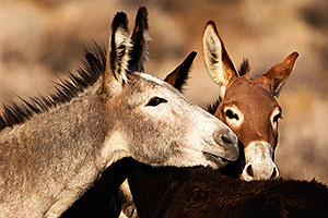 Donkeys in Death Valley