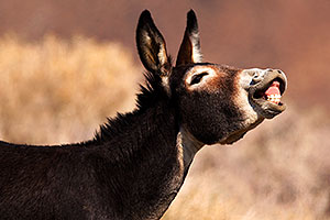 Wildrose Donkeys in Death Valley, California
