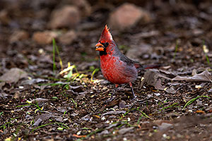 Cardinal at Arizona-Sonora Desert Museum