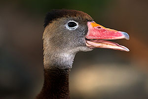 Black Bellied Whistling Duck at Arizona-Sonora Desert Museum