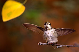 Annas Hummingbird (female) in Tucson, Arizona