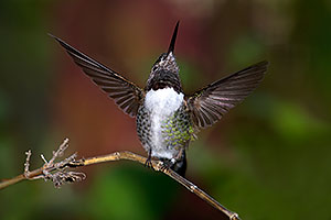 Annas Hummingbird in Tucson, Arizona