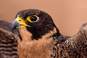Peregrine Falcon in Tucson, Arizona