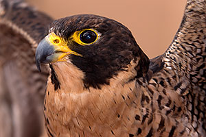 Peregrine Falcon in Tucson, Arizona