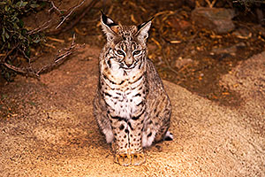 Bobcat in Tucson