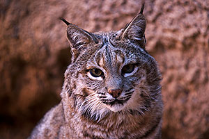 Bobcat in Tucson