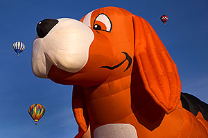 Dog balloon in Lake Havasu