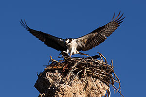 Osprey landing in the nest at Mono Lake, California