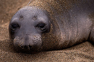 Elephant Seal in San Simeon, California