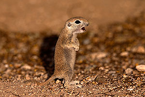 Round Tailed Ground Squirrel squeeking in Tucson