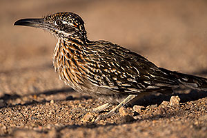 Birds,Roadrunner in Tucson