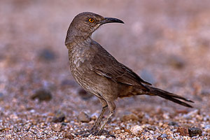 Curved Bill Thrasher in Tucson