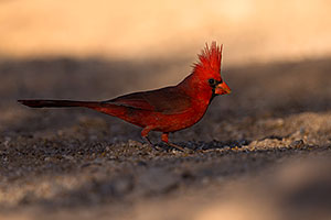 Cardinal in Tucson