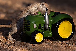 Round Tailed Ground Squirrel with a tractor