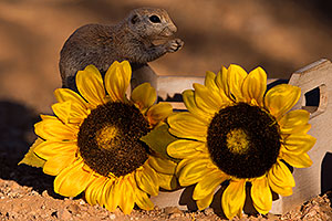 Round Tailed Ground Squirrel with flowers