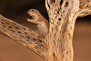 Round Tailed Ground Squirrel