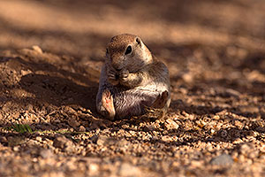Round Tailed Ground Squirrel
