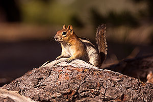 Chipmunks in Eastern Sierra