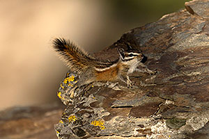Chipmunks in Eastern Sierra
