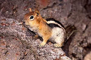 Golden Mantled Ground Squirrels in Eastern Sierra