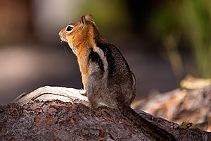 Golden Mantled Ground Squirrels in Eastern Sierra