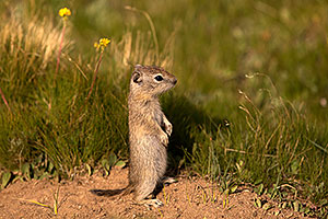 Ground Squirrels in Eastern Sierra, California