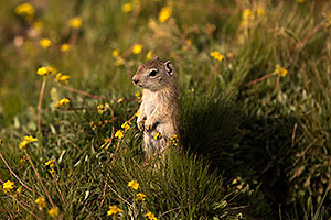 Ground Squirrels in Eastern Sierra, California