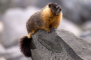 Yellow Bellied Marmot in Eastern Sierra, California