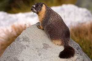 Yellow Bellied Marmot in Eastern Sierra, California